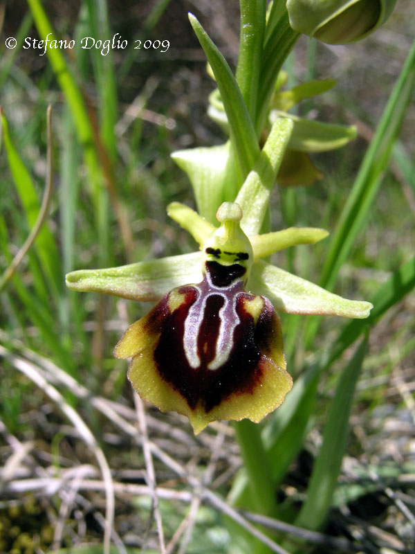 Ophrys aesculapii